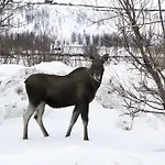 Lyngen North * Rotsund