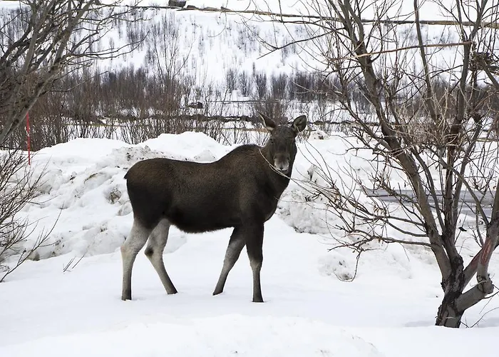 Lyngen North * Rotsund
